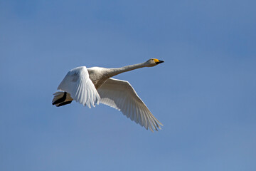 A beautiful white swan flying on the sky. Whooper swan or common swan (Cygnus cygnus).