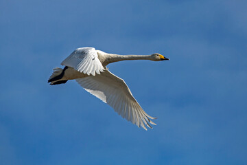 A beautiful white swan flying on the sky. Whooper swan or common swan (Cygnus cygnus).