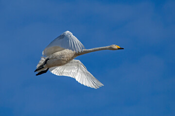 A beautiful white swan flying on the sky. Whooper swan or common swan (Cygnus cygnus).