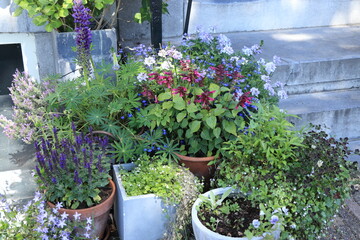 Fototapeta na wymiar Amsterdam House Entrance Steps with Various Plants in Pots