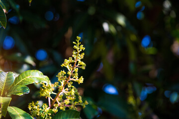 The mango bouquet or mango flower is blooming full on the mango trees in the garden
