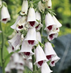 White and Red Foxgloves © Monica