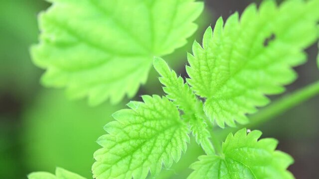 Close-up 4K video of green young nettles in nature