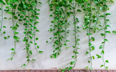 Green wall with Epipremnum aureum. Fito wall with green plant in office.
