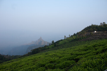 View of rangaswamy peek and kodanadu tea estate in the evening. clouds passing or touching top of the peek or mountain in kodanadu