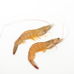 Two shrimp are  isolated in the white background.
