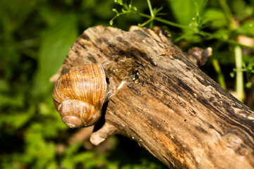 slimak © Krzysztof  Jaworski