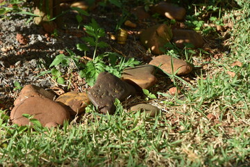 mushrooms in the forest