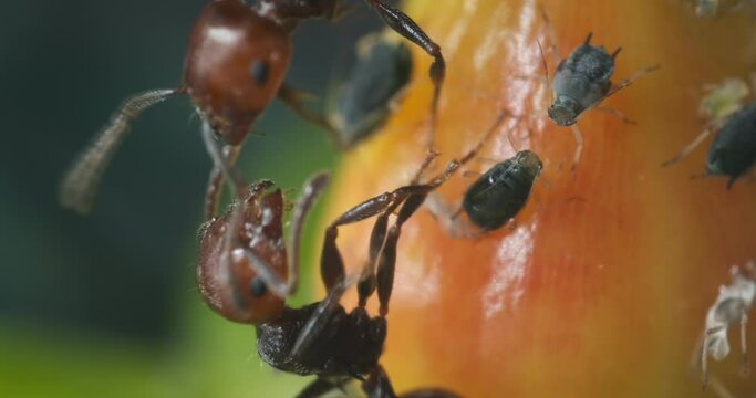 Ants and colony of aphids on a small berry of a plant.A small yellow fruit attacked by sap sucking aphids. Close up shot.  Italy. 