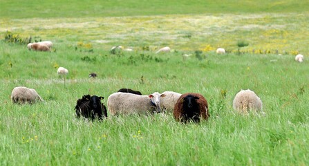 Les moutons dans les Gorges du Tarn  en Lozère France