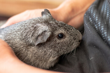 Person holding a Guinea pig