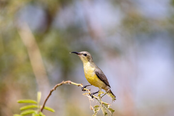 yello sunbird