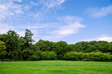 Obraz premium 午後の公園