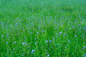 Fototapeta premium Green field with blooming phacelia among green grass