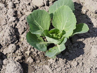 cabbage growing in the ground