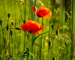 Summer sketch, sunlit red poppy flowers aong  green grass 