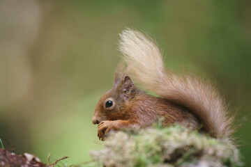 Naklejka na ściany i meble red squirrel, Sciurus vulgaris, feeding in Scotlands pine forest