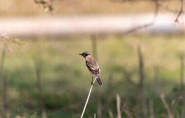 european stonechat