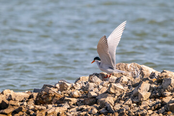 tern ready to fly