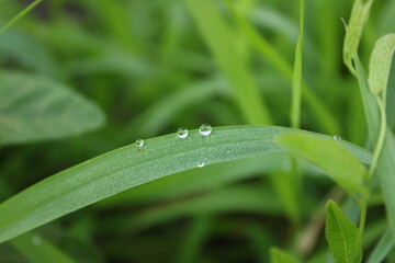 dew on a grass