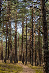Vertical photo of small pathway covered with pine corns leads to forest between high pine tree trunks in sunny day. Inviting sunny day at pine tree forest. 