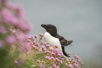   Common Razorbil, Alca torda, nesting amongst sea thrift on a Scottish cliff