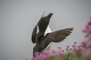  Common Razorbil, Alca torda, nesting amongst sea thrift on a Scottish cliff