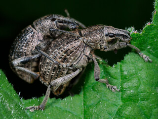 オオハナウドの葉の上で交尾するハナウドゾウムシ（Catapionus virdimetallicus）