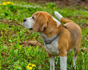 Russia. Kuzbass. The dog of the Beagle breed walks in the spring taiga. It is a hunting dog of the group of hounds. Since ancient times, it was started by wealthy merchants to hunt forest game.
