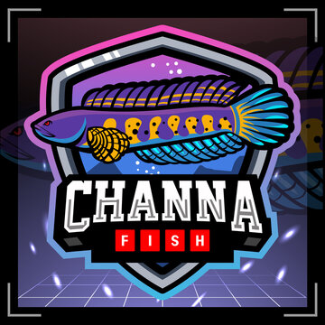Channa Aurantimaculata fish mascot. esport logo design