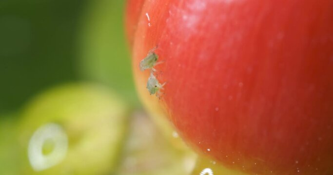 Colony of aphids on a small berry of a plant.A small red fruit attacked by sap sucking aphids. Close up shot.  Italy. 