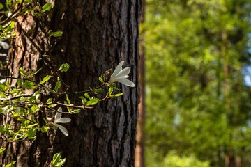 Creamy magnolia flower blossoming at pine tree background. White magnolia branch at tree trunk. Creamy magnolia flower blooming at botanic garden.