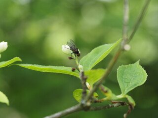 fly on leaf