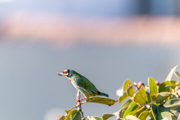 coppersmith barbet