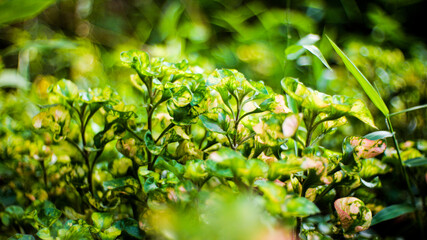 green moss on the ground