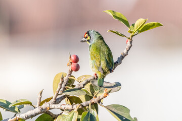 poitrate of coppersmith barbet