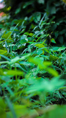 grass in the morning