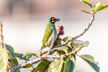 coppersmith barbet on tree