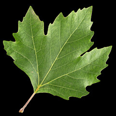 Green maple leaf, isolated on black background