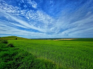 Obraz premium green field and blue sky