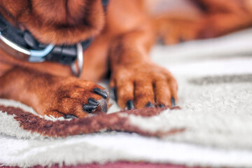 dachshund puppy playing