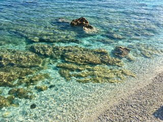 coral reef in the sea