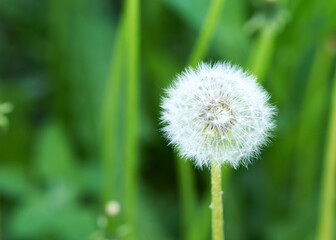 white dandelion large blanc grows in nature