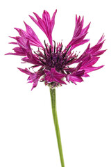 Purple flower of cornflower, lat. Centaurea, isolated on white background