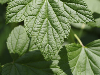 close up of green leaf
