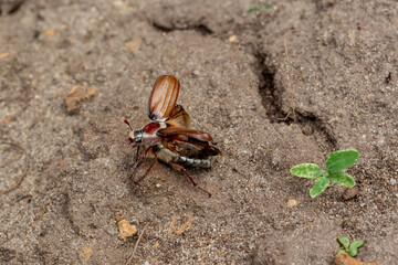 Chafer. Insects. The beetle prepares for takeoff.