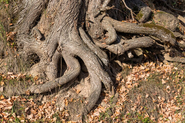 elastically curving roots of a large tree in the autumn season