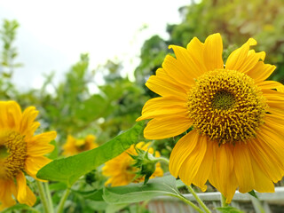 yellow sunflowers