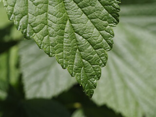 green leaf background