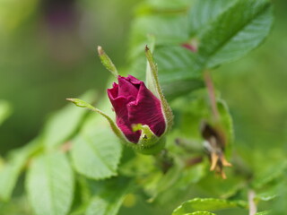 red rose bud